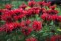 Bee balm flower Royalty Free Stock Photo