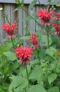 Bee Balm Flowers in Bloom Royalty Free Stock Photo