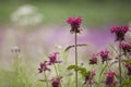 Bee balm flowers Monarda Royalty Free Stock Photo