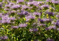 Bee Balm flowers of pink or lavender coloring blooming brightly in a garden Royalty Free Stock Photo