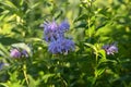 Bee Balm  Light Purple Lilac Wildflower with Dew Droplets on Flower Leaves Royalty Free Stock Photo