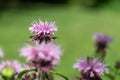 Bee balm (monarda) flower Royalty Free Stock Photo