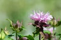 Bee balm (monarda) flower Royalty Free Stock Photo