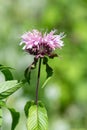 Bee balm (monarda) flower Royalty Free Stock Photo