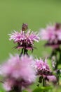 Bee balm (monarda) flower Royalty Free Stock Photo