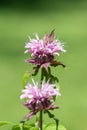 Bee balm (monarda) flower Royalty Free Stock Photo