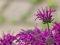 Purple Bee Balm Flowers Royalty Free Stock Photo