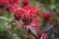 Bee Balm red spikey flower full bloom