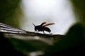 Bee in a banana leef Royalty Free Stock Photo