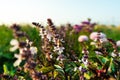 A bee on a Basil flower. Flower of Basil, great Basil