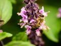 Bee on a basil plant Royalty Free Stock Photo