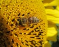 A bee bathing in the sun on a sunflower Royalty Free Stock Photo