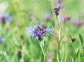 Bee and beautiful cornflower in meadow Royalty Free Stock Photo