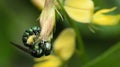 Bee Beautiful,Cuckoo Wasp