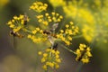 Bee on beautiful cumin Flower