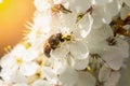 A bee on the beautiful flowers of a blooming branch on a bright sunny day in spring. Macro shot Royalty Free Stock Photo
