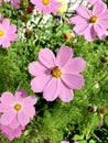 Bee on a beautiful pink flower Royalty Free Stock Photo