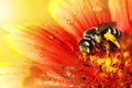 The bee on a beautiful red-yellow flower in droplets of water. Royalty Free Stock Photo