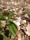 Bee on a beautiful white Trillium Royalty Free Stock Photo
