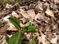Bee on a beautiful white Trillium Royalty Free Stock Photo
