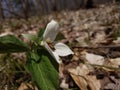 Bee on a beautiful white Trillium Royalty Free Stock Photo