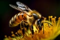 Bee on a beautiful yellow background of flowers.