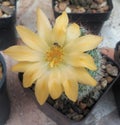 Bee on beauty yellow flower of cactus