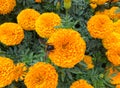 Bee in a bed of Marigolds Royalty Free Stock Photo