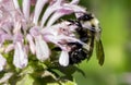 Bumble Bee on Bee Balm Flower Royalty Free Stock Photo