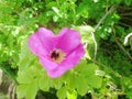 Bee in a pink rose closeup