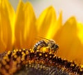 Bee bees on flower collecting honey in summer season macro photography Royalty Free Stock Photo