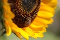 Bee bees on flower collecting honey in summer season macro photography Royalty Free Stock Photo