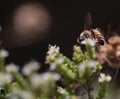 Bee bees on flower collecting honey in summer season macro photography Royalty Free Stock Photo