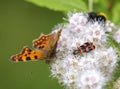 A bee-beetle insect Trichodes apiaries on a white spirea flower. Royalty Free Stock Photo