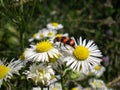 Bee beetle on a marguerite Royalty Free Stock Photo