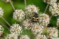 Bee beetles (Tricius fasciatus) on on Umbelliferae flowers Royalty Free Stock Photo