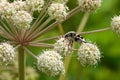 Bee beetles (Tricius fasciatus) on on Umbelliferae flowers Royalty Free Stock Photo