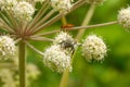 Bee beetles (Tricius fasciatus) on on Umbelliferae flowers Royalty Free Stock Photo