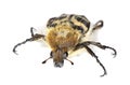 Bee beetle (Trichius fasciatus) Royalty Free Stock Photo