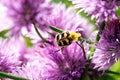 Bee beetle Trichius fasciatus on onion flower Royalty Free Stock Photo