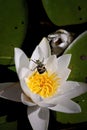 Bee beetle on a water lily flower inside. Royalty Free Stock Photo