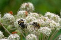 A bee beetles and some other insects on Umbelliferae flowers Royalty Free Stock Photo