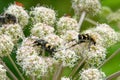 A bee beetles and some other insects on Umbelliferae flowers Royalty Free Stock Photo