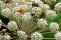 Bee beetles (Tricius fasciatus) on on Umbelliferae flowers Royalty Free Stock Photo