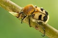 Bee beetles, Trichius fasciatus on tree Royalty Free Stock Photo