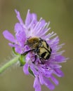 Bee bettle feeding on a flower