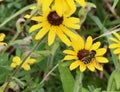 Bee and black eyed susans Royalty Free Stock Photo