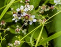 Bee on Blackberry bramble flowers