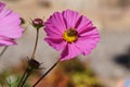 A bee in the bloom Royalty Free Stock Photo