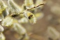 Bee on blooming branch of pussy willow